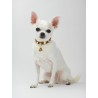 STUD COLLAR COGNAC ALCANTARA/GOLD