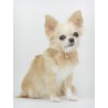 DIAMONDS LACE COLLAR ROSE GOLD ECOLEATHER/GOLD