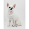 PEARLESCENT TEDDY COLLAR BABY PINK ECOPATENT/GOLD